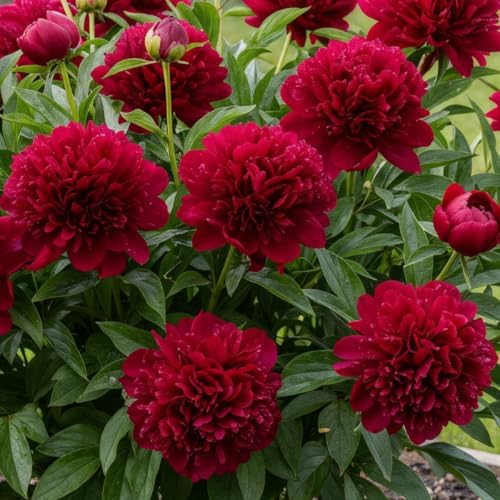 Pivoine à Planter Red Charm - 1 Racine - Plante Vivace Extérieur | Grande Pivoine Hybride Rustique, Naturelle Plante de Hollande, Pour Jardin et Pot (pas de graines, non artificielle)
