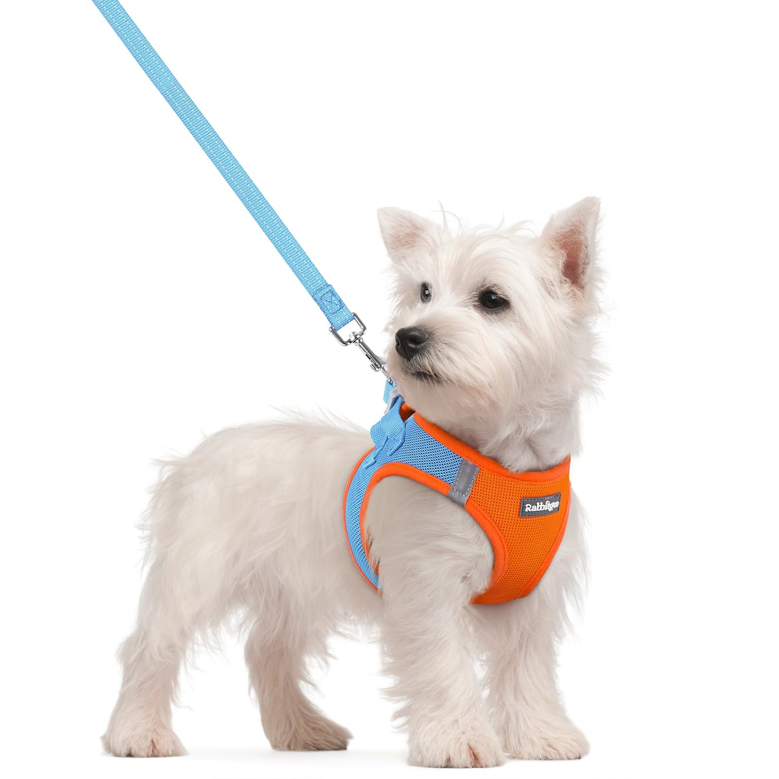 rabbitgoo Harnais Chien Petite Taille avec Laisse, Bleu Clair et Orange, S | Harnais Chiot Réglable, en Maille Douce Respirante Légère, Bande Réfléchissante, Arnet pour Petit Chien, pour Marcher Courir