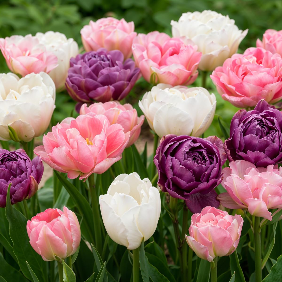 Bulbes de tulipes Double Lilac White (20 pièces) tulipes noires exclusives de Hollande, résistantes au froid et vivaces pour le jardin, les pots, le balcon d'Amsterdam (gros bulbes, pas de graines)